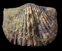 Platystrophia